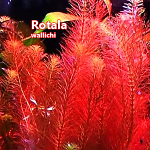 Rotala wallichi